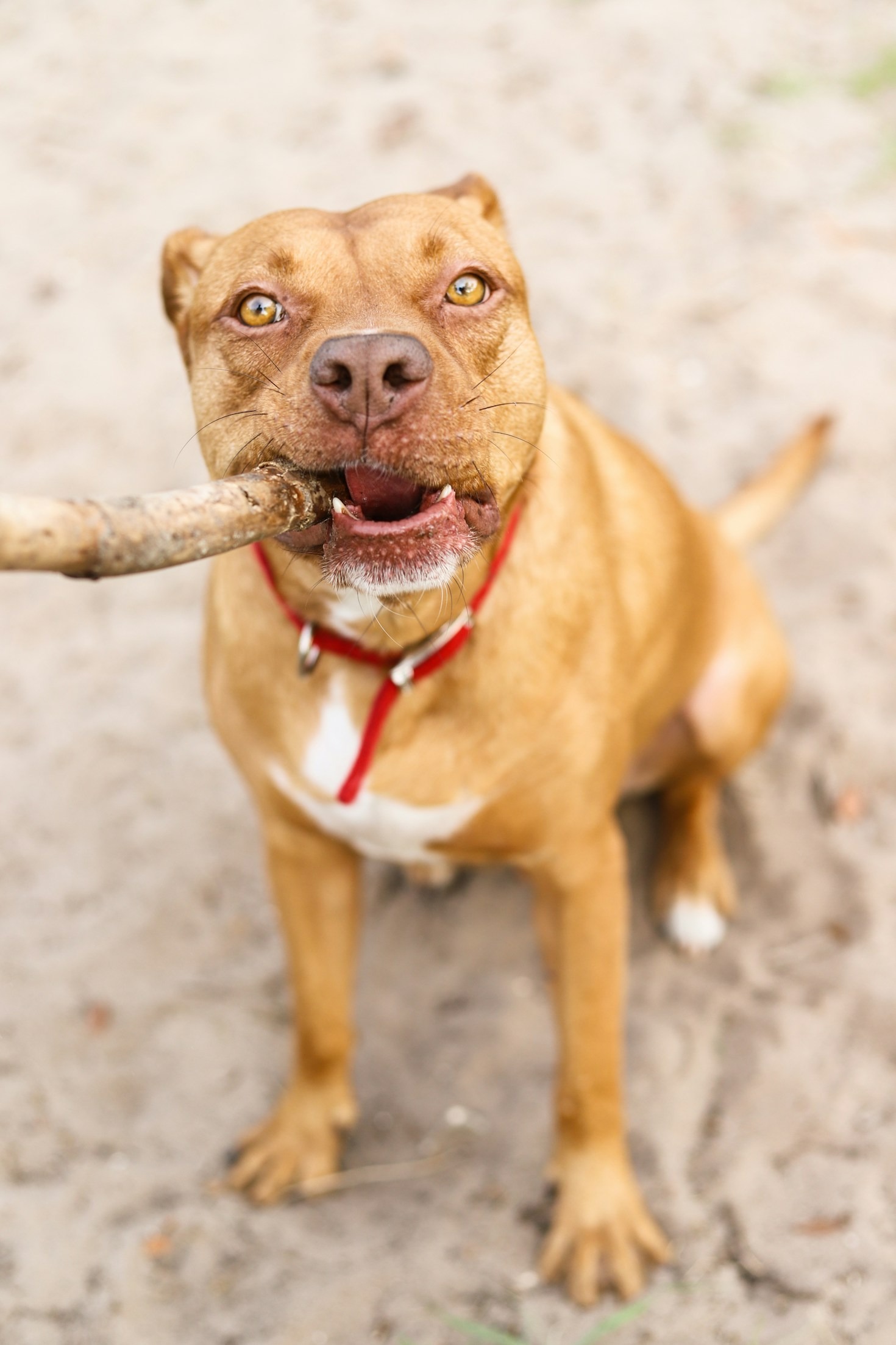 How SDAP Transforms the Lives of Pitbulls