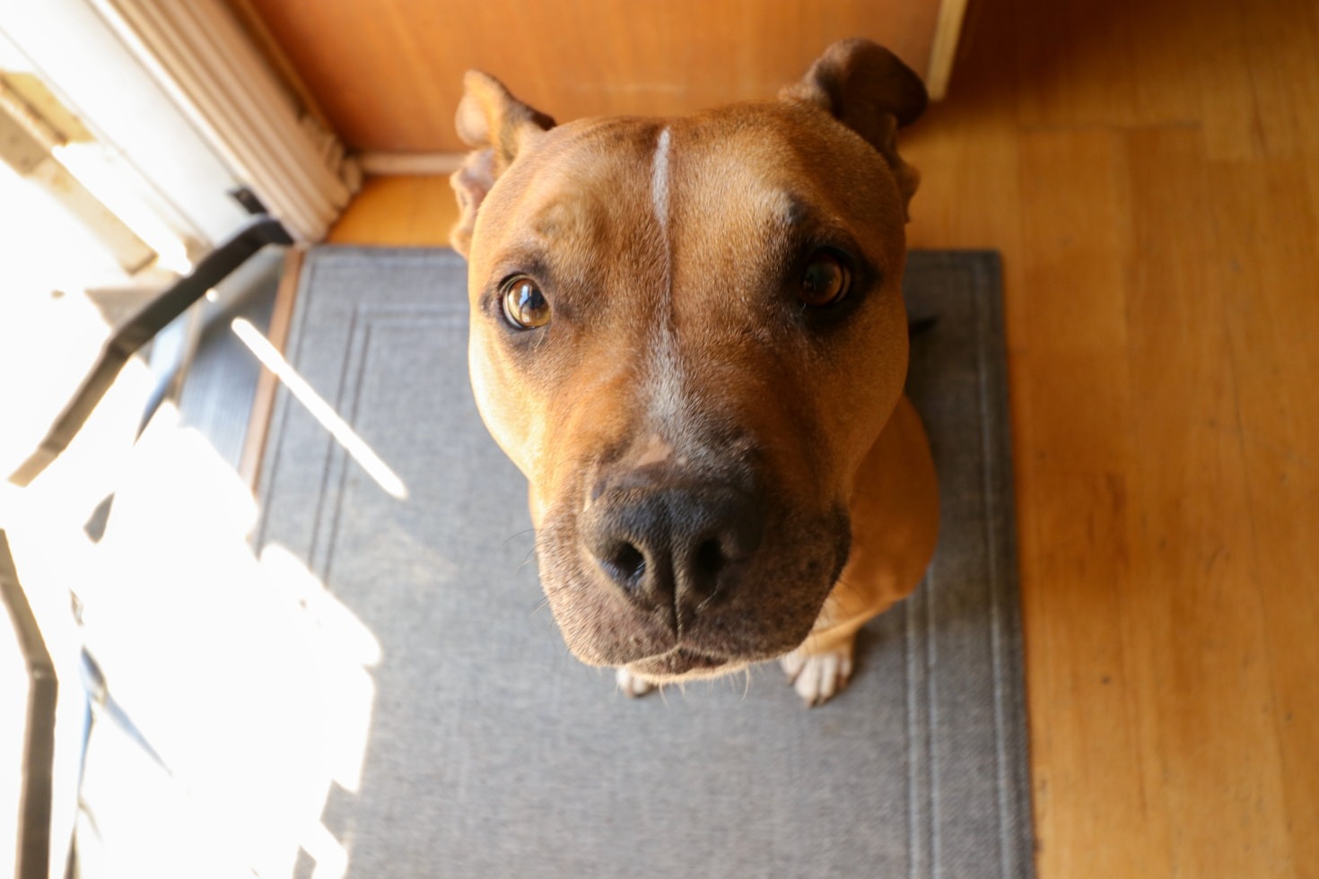 Common Myths About Pitbulls and the Truth