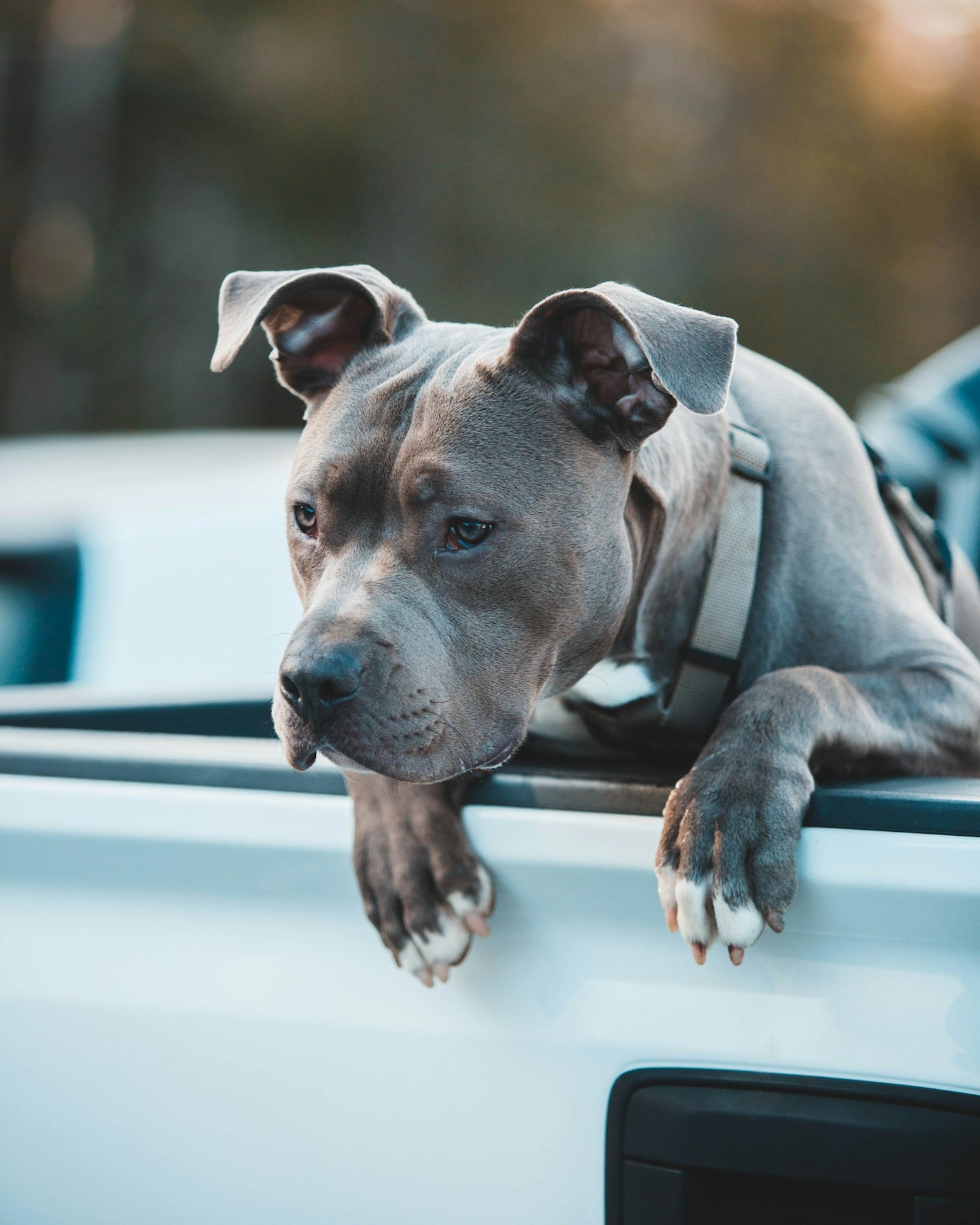 How Foster Homes Save Abandoned Pitbulls